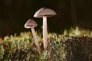 0220 Young Lilac Mycena (Mycena pura)